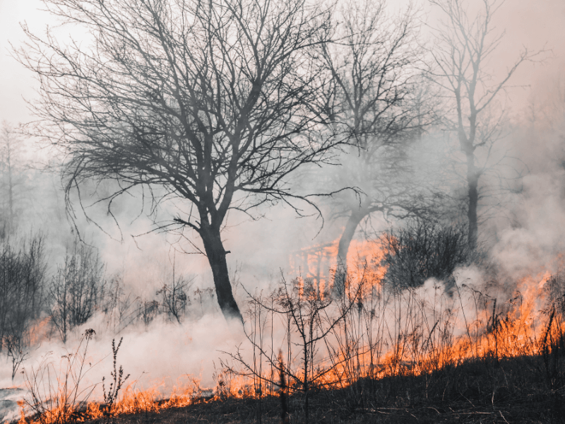 Cháy rừng gây ảnh hưởng nghiêm trọng tới môi trường và hệ sinh thái