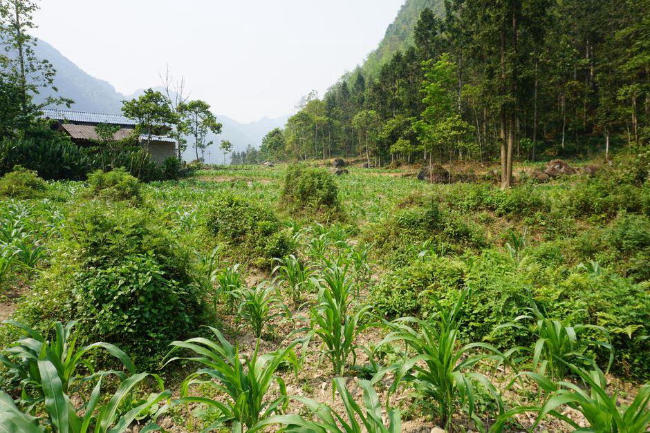 Hà Giang Loop: Cẩm Nang An Toàn Khi Phượt Cung Đèo